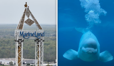Left, a large sign high in the sky says Marineland. Right, a closeup of a beluga facing the camera.