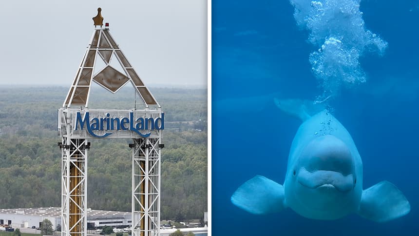 Left, a large sign high in the sky says Marineland. Right, a closeup of a beluga facing the camera.
