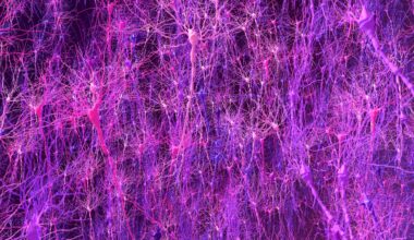 Biology-based brain model matches animals in learning, enables new discovery | MIT News