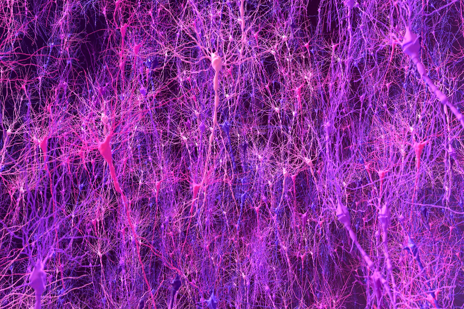 Biology-based brain model matches animals in learning, enables new discovery | MIT News