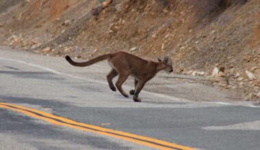 Young Mountain Lion Spotted in San Francisco Has Been Located, Officials Say