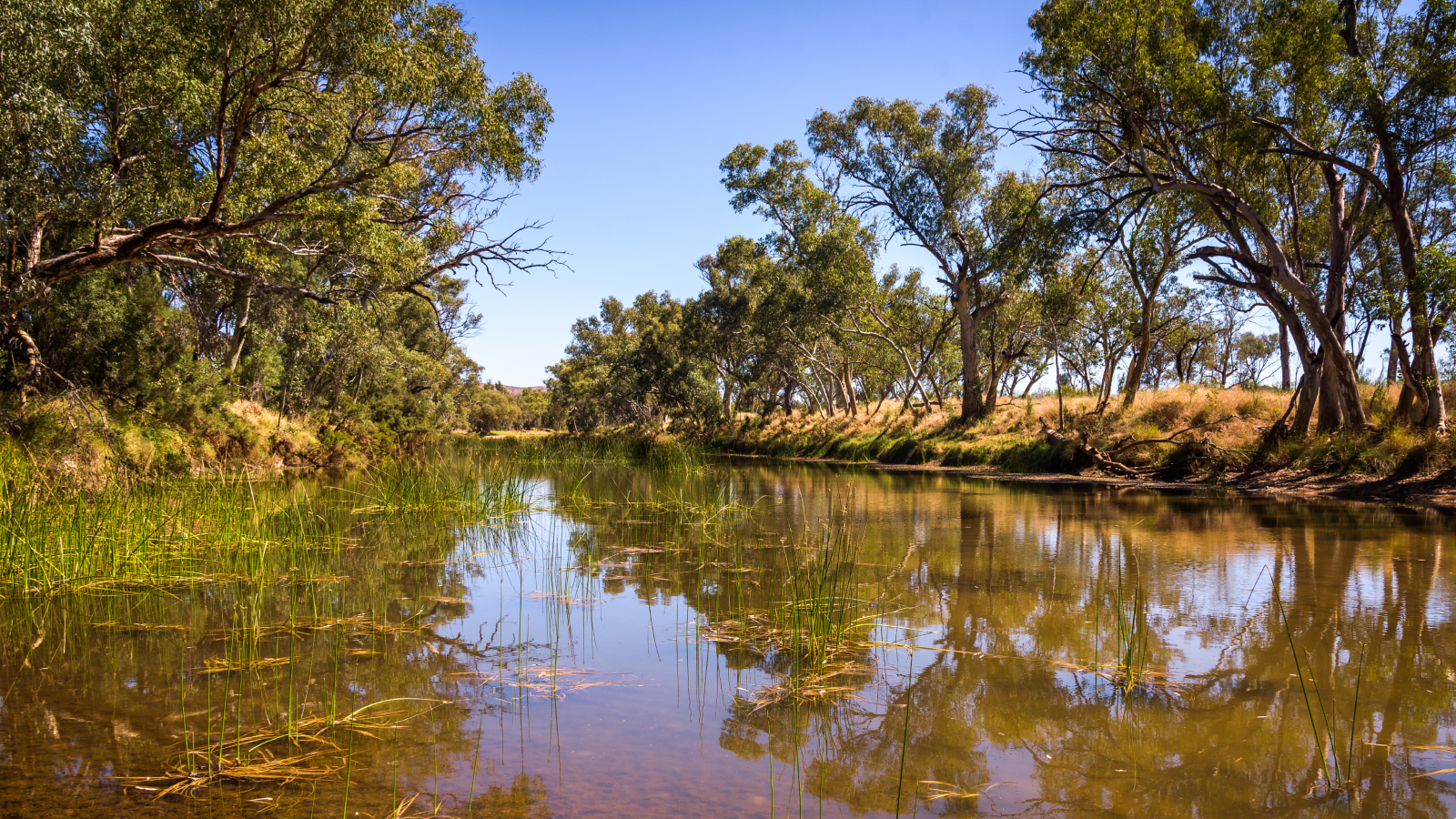 A shallow and muddy tree-lined river with grassy banks
