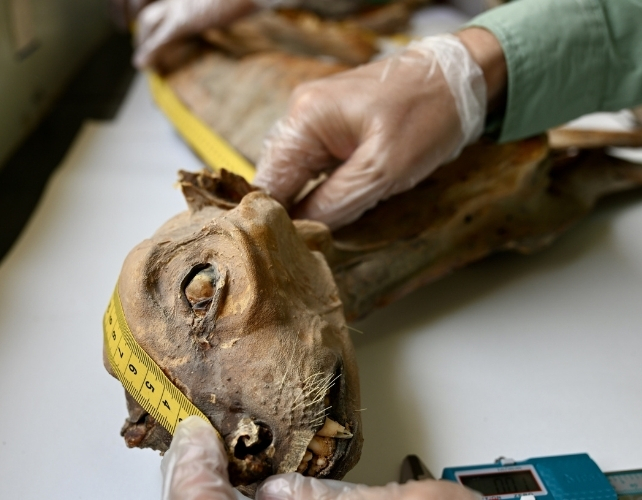Researcher measuring a mummified cheetah