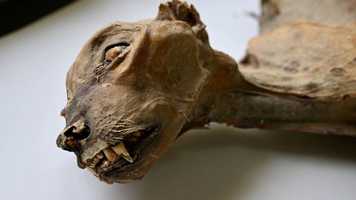 Scientists Discover 7 Rare Mummified Cheetahs in Arabian Desert : ScienceAlert
