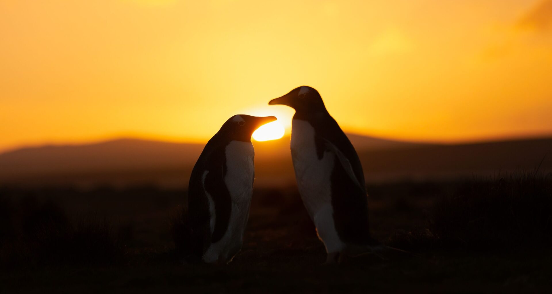 1 month until a 'ring of fire' annular solar eclipse puts on a show — mostly for penguins
