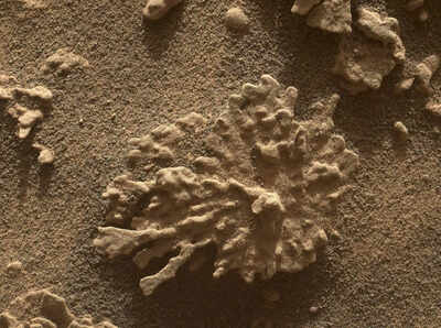 NASA’s Curiosity finds a Mars rock shaped like coral in a close-up image