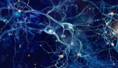 GluD Receptors Emerge As New Drug Target