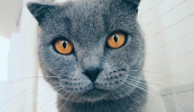 Google Photos Adds AI-Powered Meme Creation With 'Me Meme'