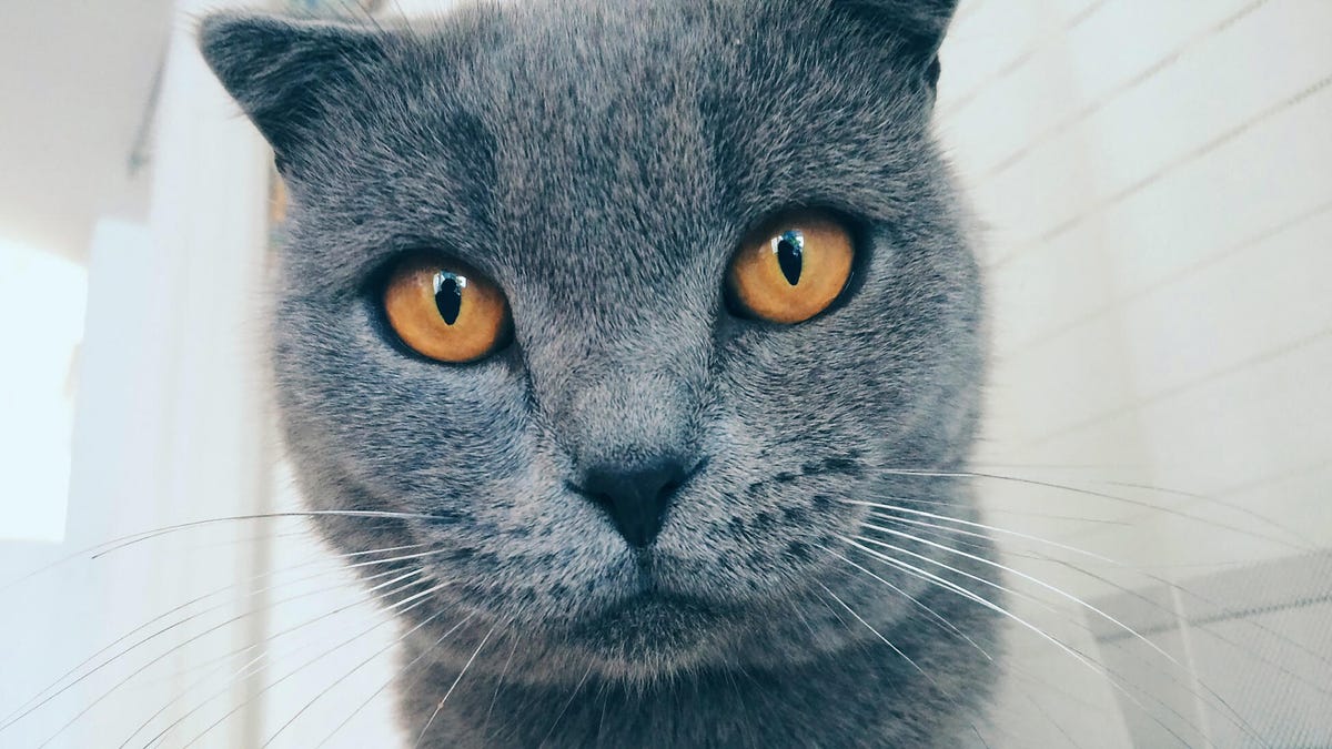 Google Photos Adds AI-Powered Meme Creation With 'Me Meme'