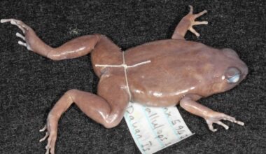 Unrecognizable sounds lead to discovery of three animal species