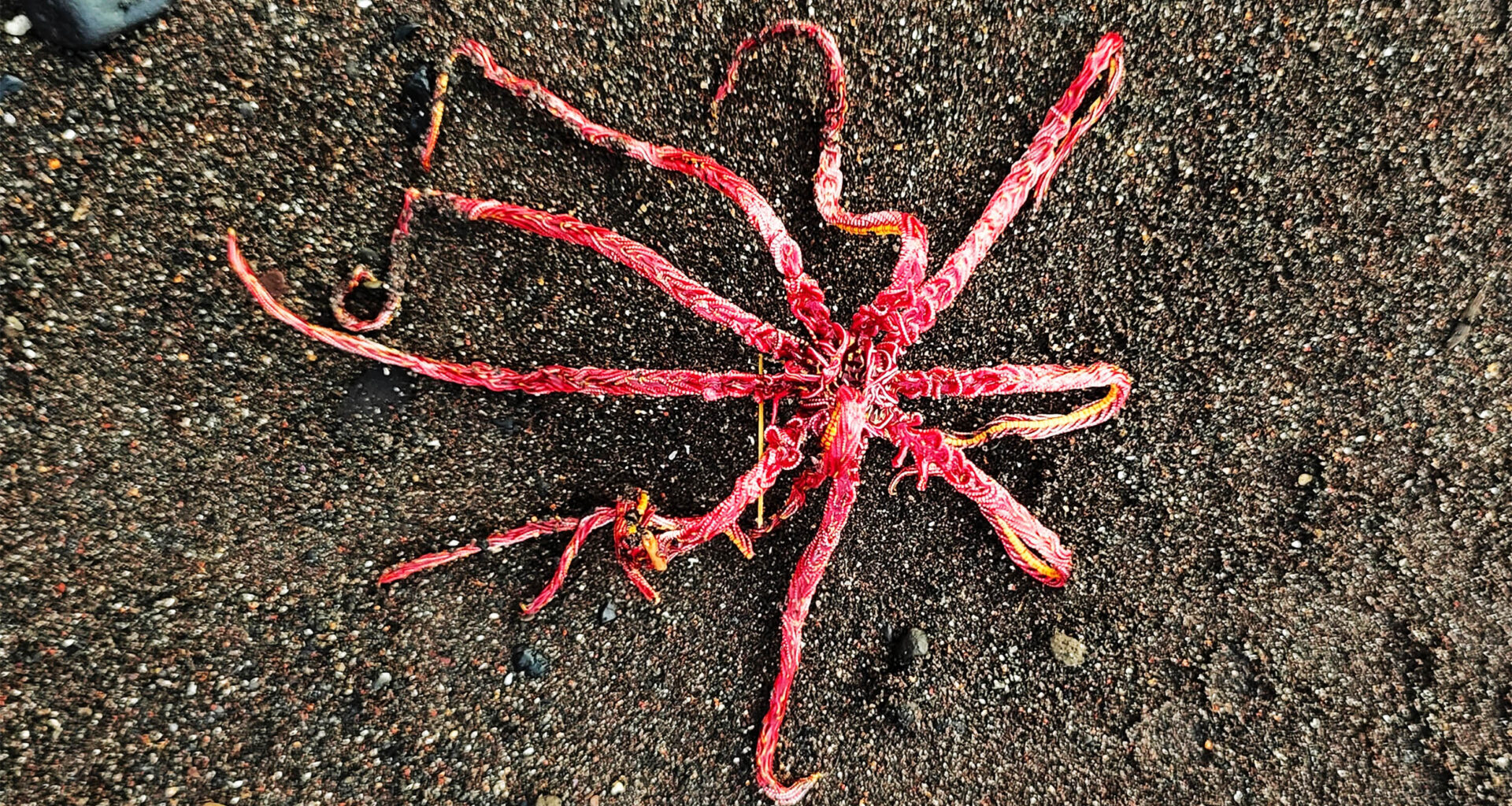 First direct study of deep-ocean mining impact on marine species