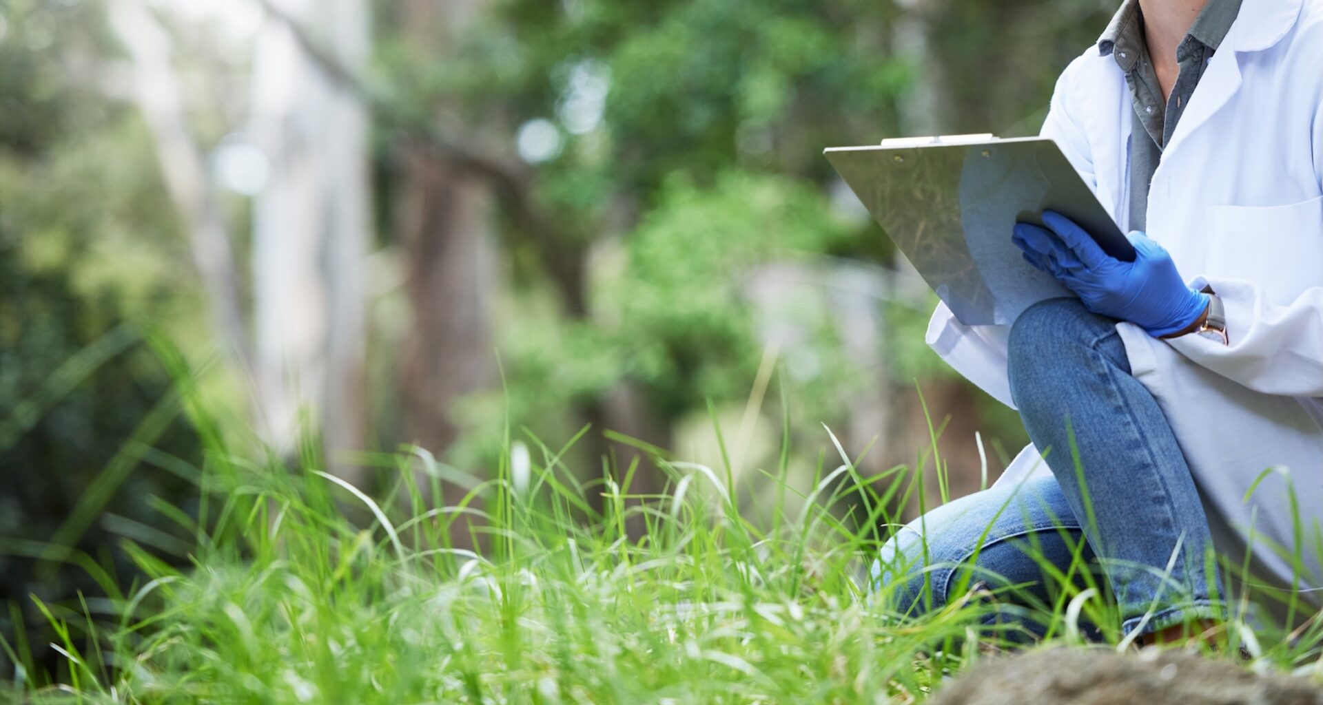 After a decade of research and breeding programs, the osprey population in Illinois has grown significantly.