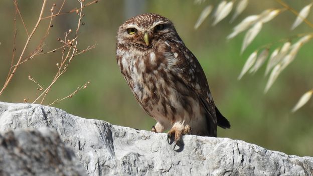 The animals saved in Greece's ancient accidental 'arks'