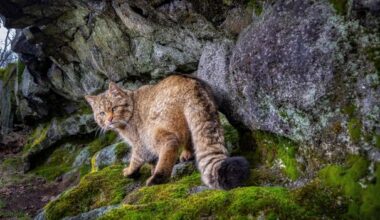 Rare images of Europe's 'ghost cat'