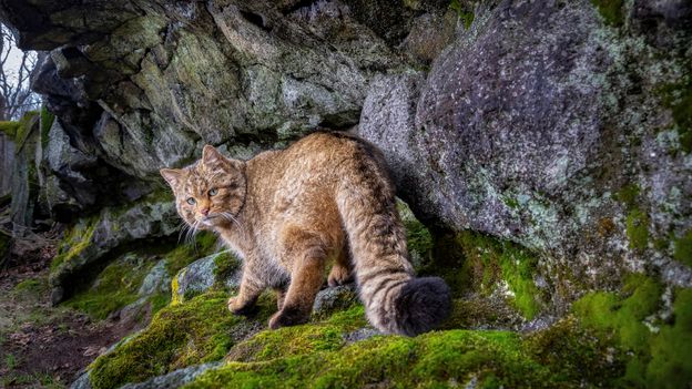 Rare images of Europe's 'ghost cat'