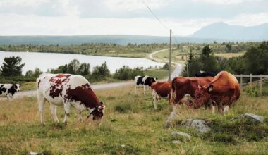 A 65km hike into Norway's vanishing rural past