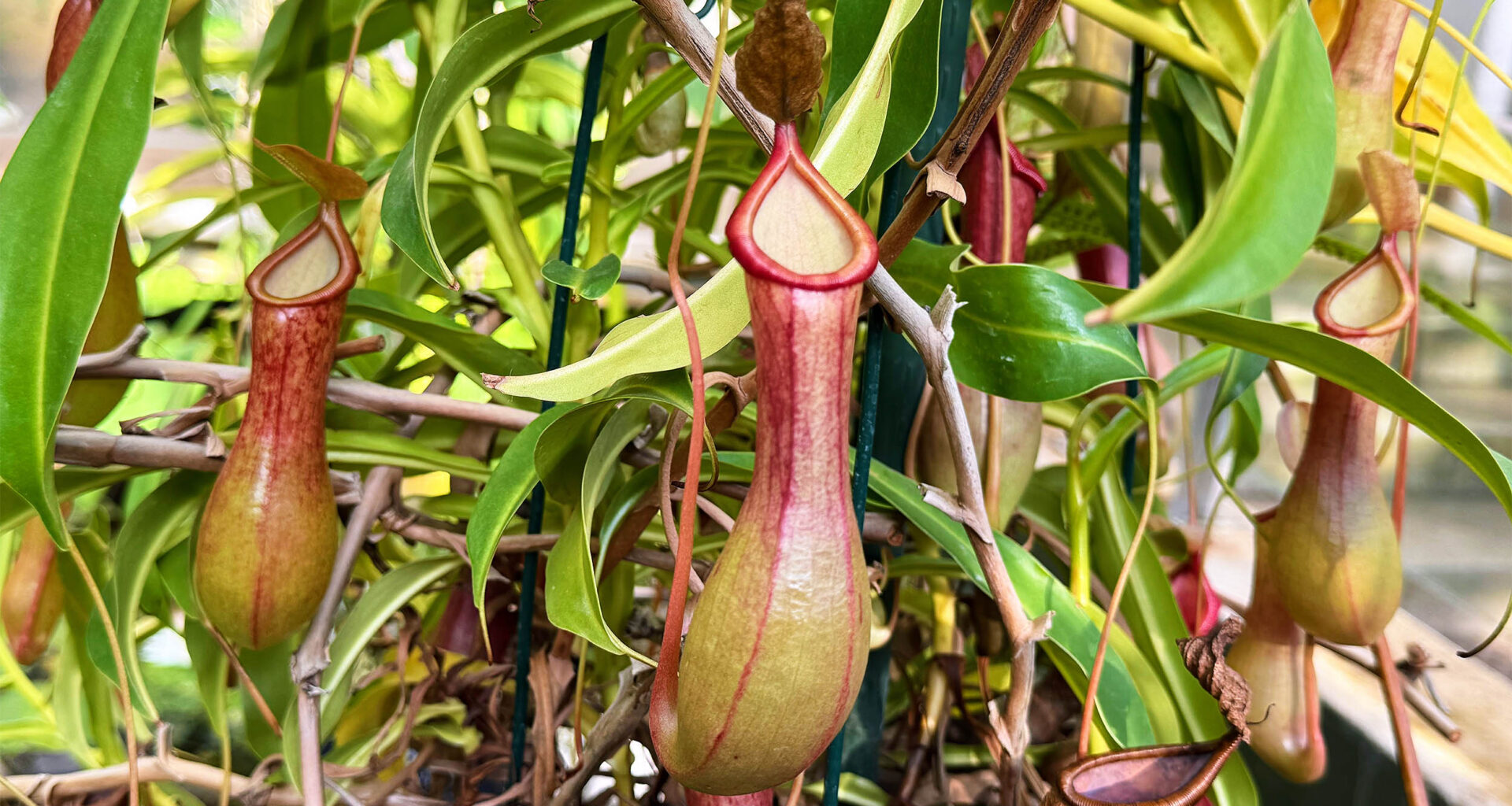 Surprising discovery made about the nectar of pitcher plants