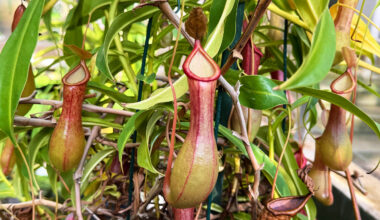 Surprising discovery made about the nectar of pitcher plants