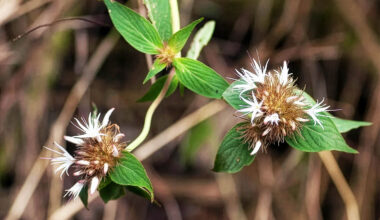Plant found that appears to have stolen genes from another species