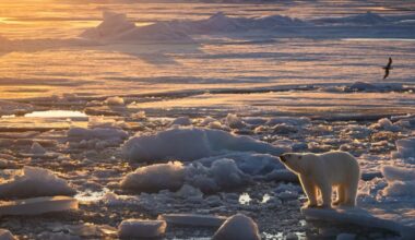 In a Sea of Melting Ice, These Polar Bears Are Doing Something Unexpected