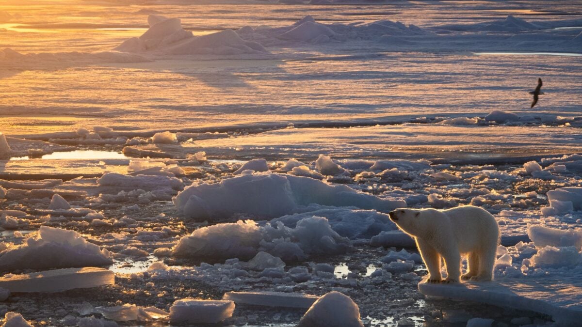 In a Sea of Melting Ice, These Polar Bears Are Doing Something Unexpected