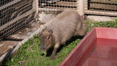 New capybara at Ramat Gan Safari gets star treatment