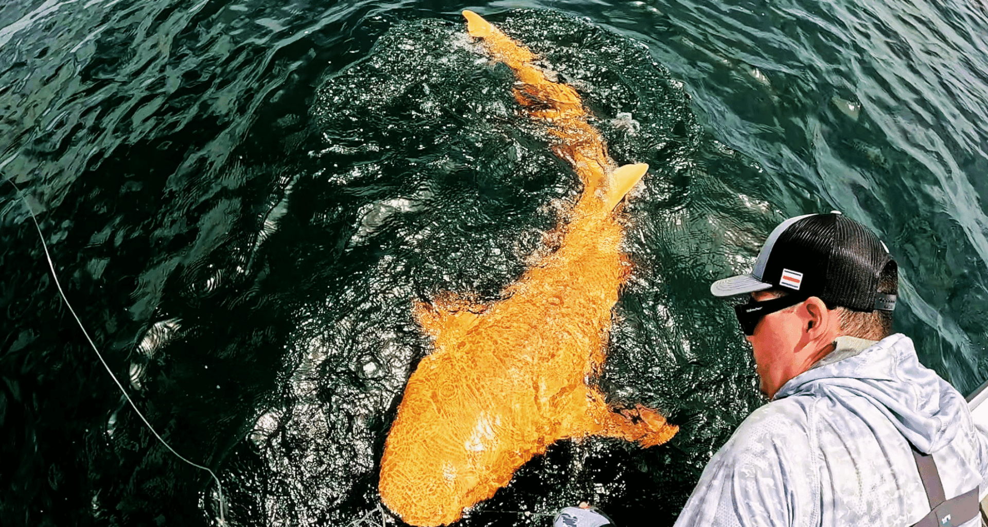 Rare 'golden Ghost' Shark Found Off Central America Could Signal Genetic Shift