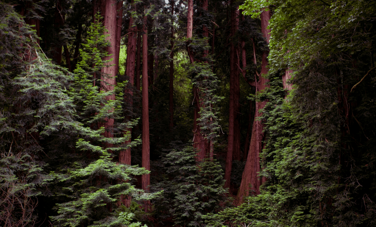 Rare Predator Thought To Be Extinct Spotted On Camera In California’s Remote Forests