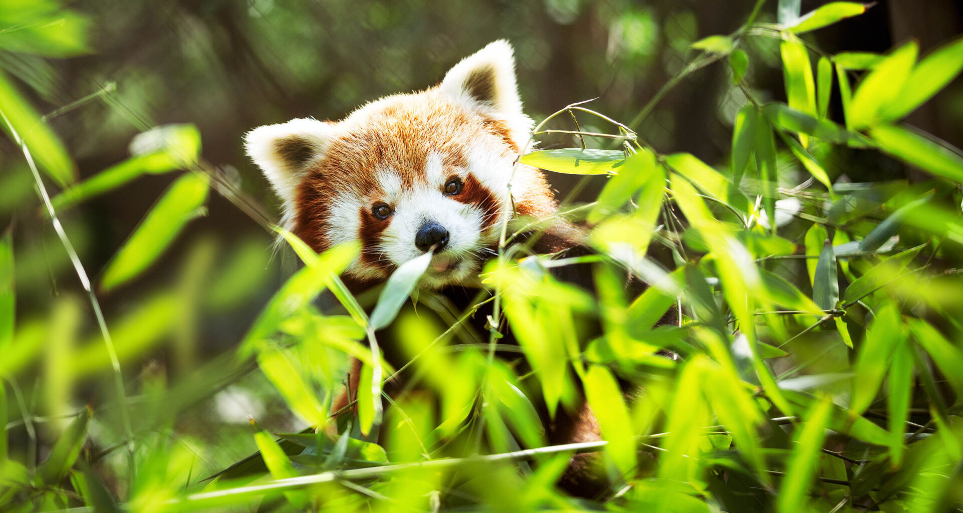 Trail cameras capture endangered red pandas in remote Himalayas