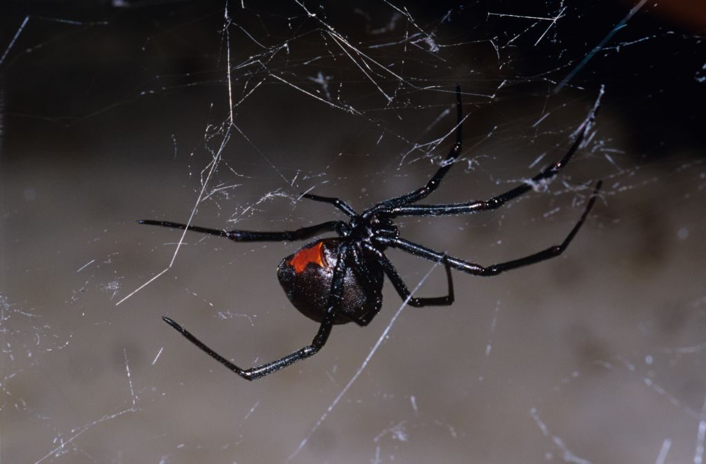 Redback spider (Latrodectus hasselti), in a garage. Canberra, Australian Capital Territory. (Photo by Auscape/Universal Images Group via Getty Images)
