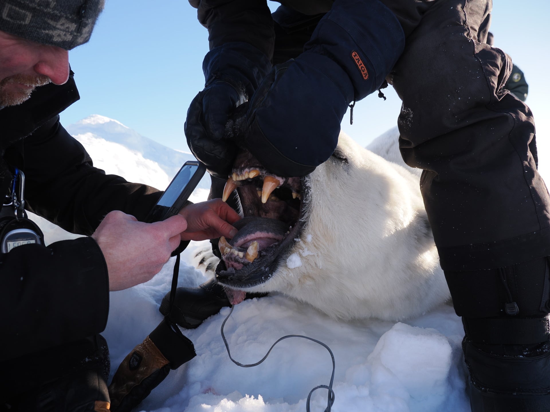 Researchers record the mouth measurements of an anesthetized polar bear