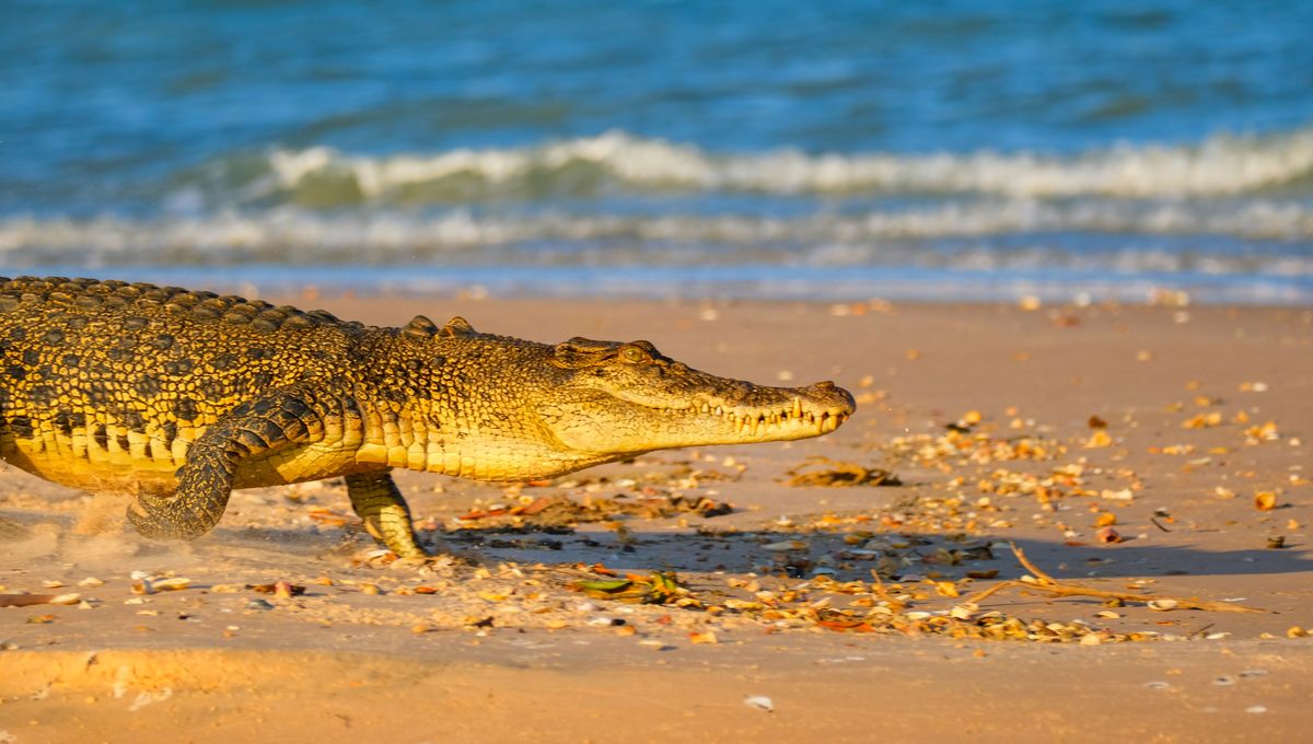 Saltwater Crocodiles Ride Ocean Currents To Get Between Islands