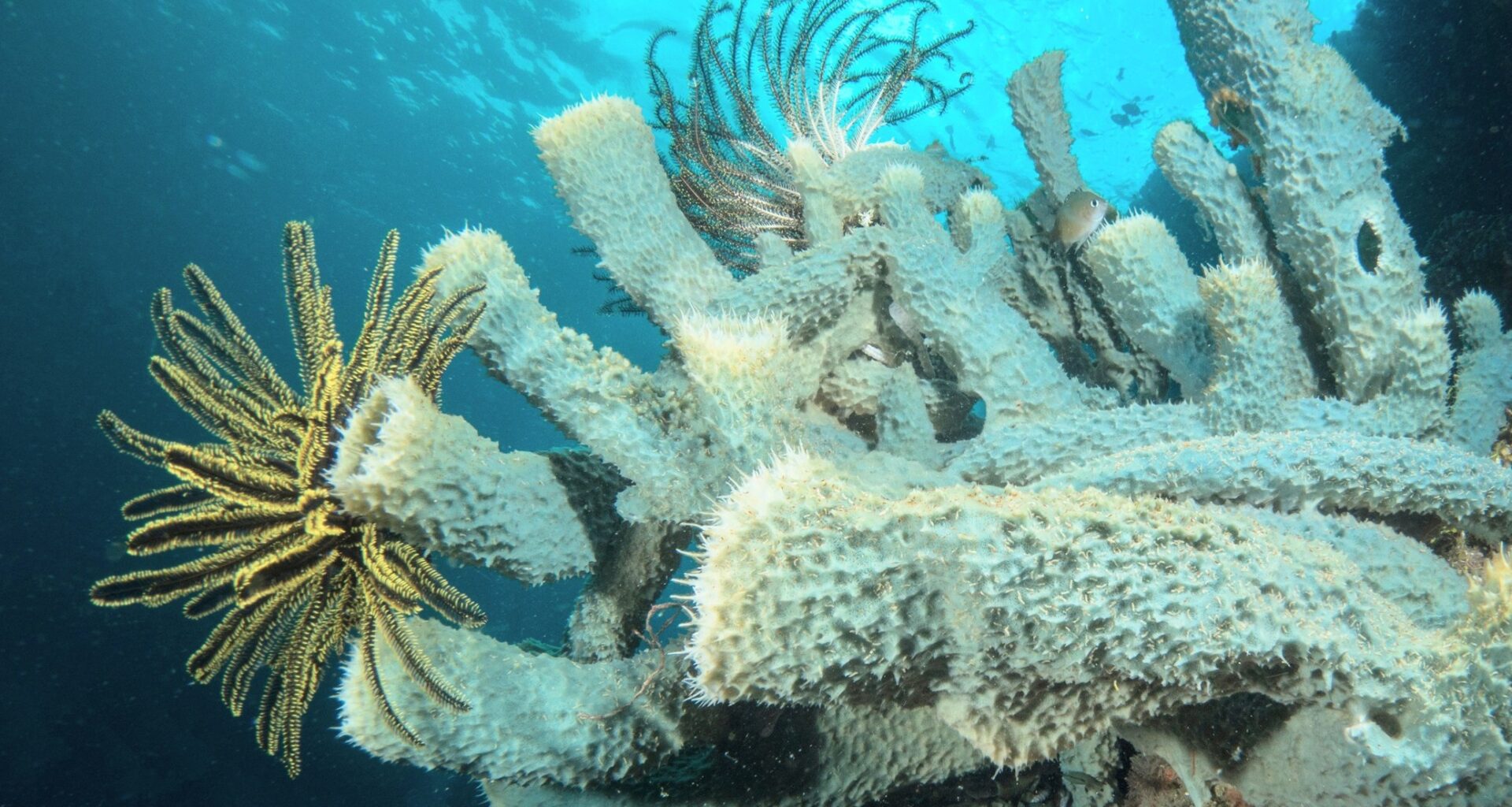 Why Earth’s earliest animals left little trace behind