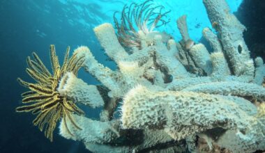 Why Earth’s earliest animals left little trace behind