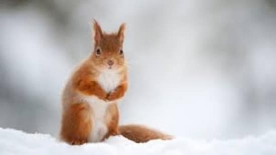 Photograph: Naturepl.com