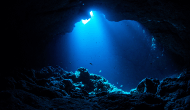 Strange Blue Creature Baffles Experts After Surfacing In Japan’s Northern Seas