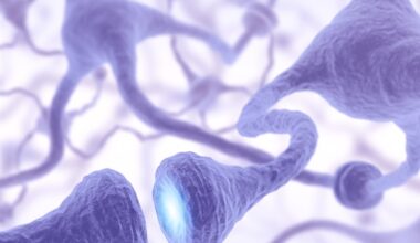 Lab-grown corticospinal neurons offer new models for ALS and spinal injuries