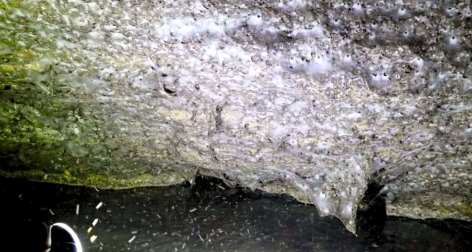 This Finding Is The First Documented Case Of Colonial Behavior Between Two Solitary Species Of Spider