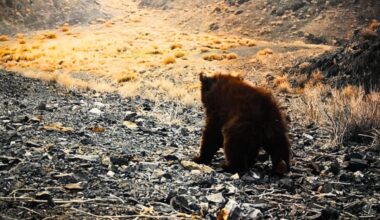 This Rare Bear Hadn’t Been Seen In Years