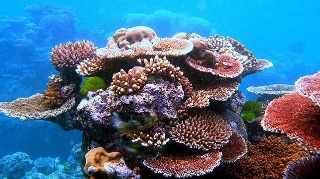 Researchers Say the Oceans Have Passed a Milestone for Acidification