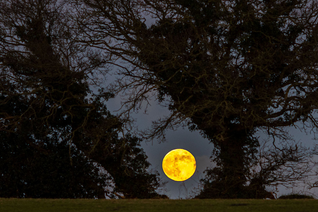 The Wolf Moon seen over a field in Devon in the U.K.