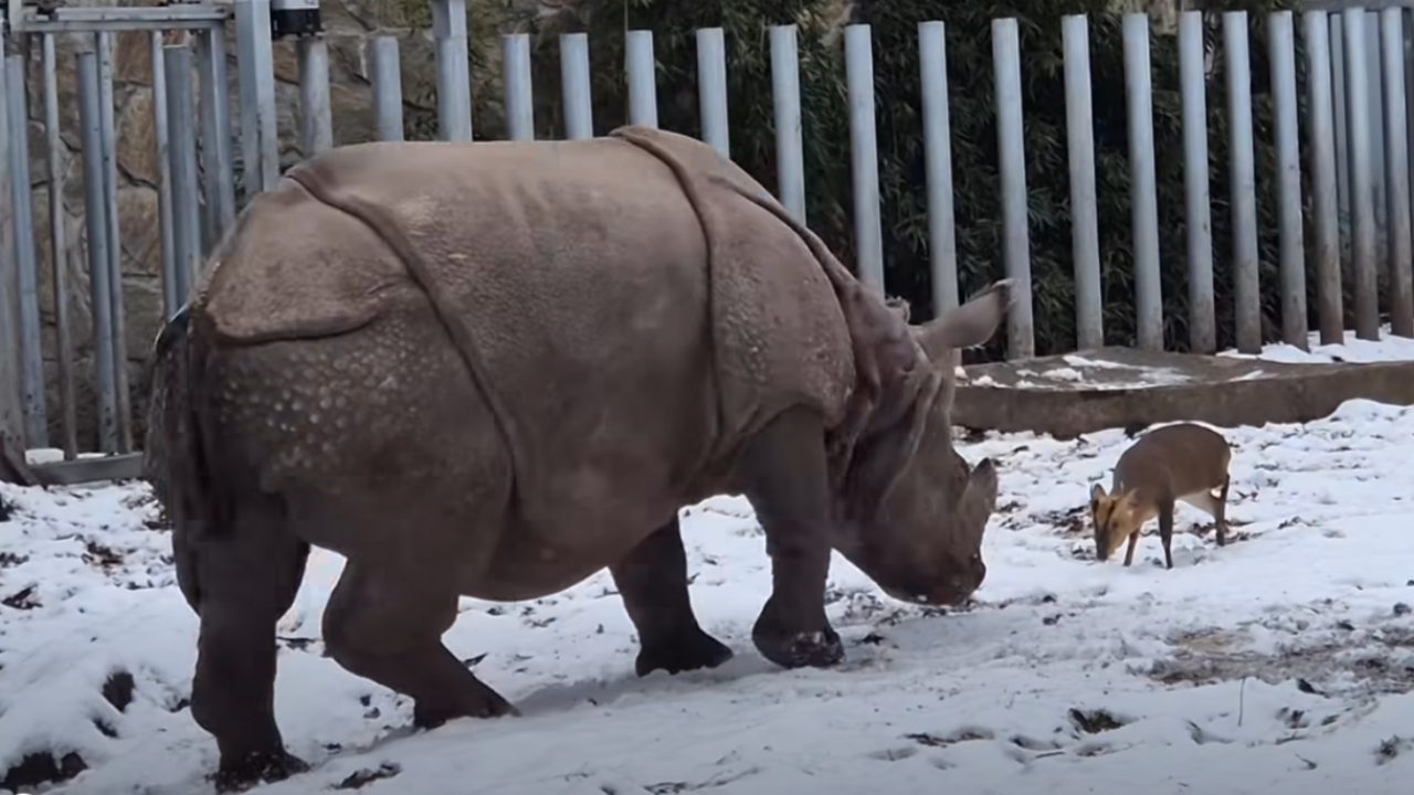 Tiny deer takes on giant rhino in Polish Zoo - TVP World