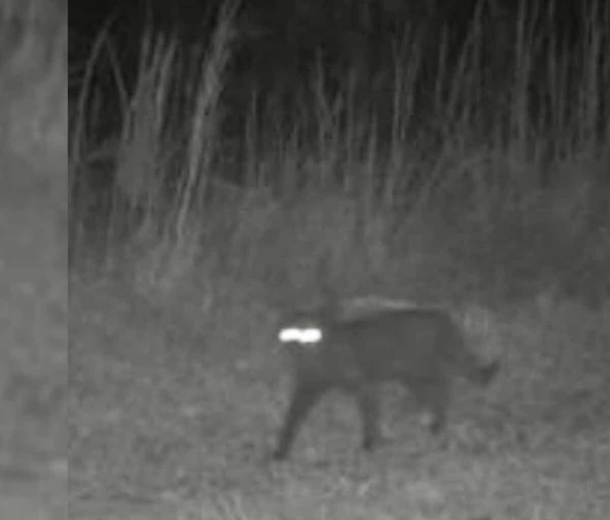 unknown-animal-wildlife-wildlife-