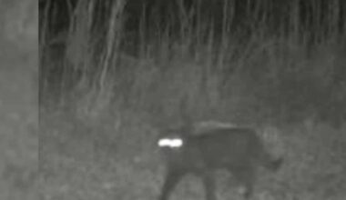 unknown-animal-wildlife-wildlife-