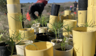 Preserving a rare California pine