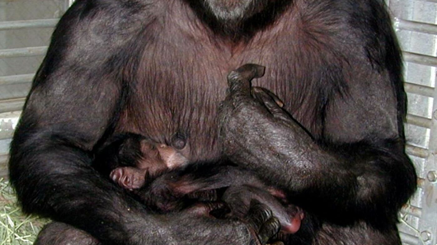 Remembering Ai, a remarkably intelligent chimpanzee : NPR