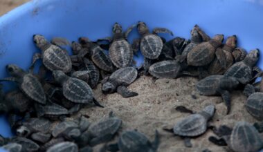 Turtles in India Making a Comeback : State of the World from NPR : NPR