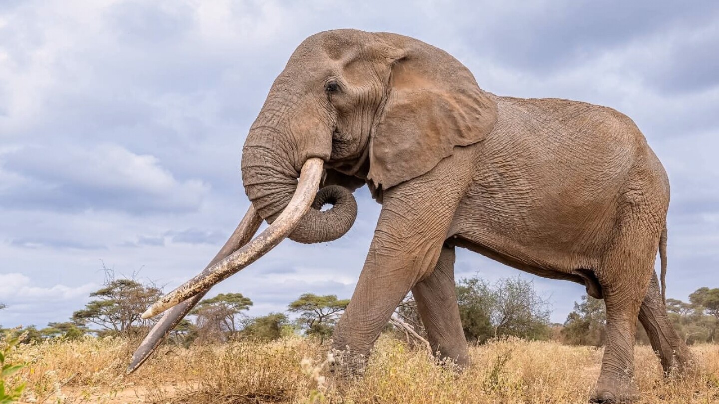 Conservationists in Kenya pay tribute to beloved 'super tusker' elephant Craig, who died at age 54