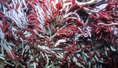 worm-tubes-under-ocean