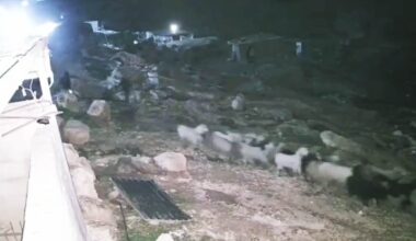 CCTV shows IDF troops escorting settlers said to be stealing Palestinians' livestock